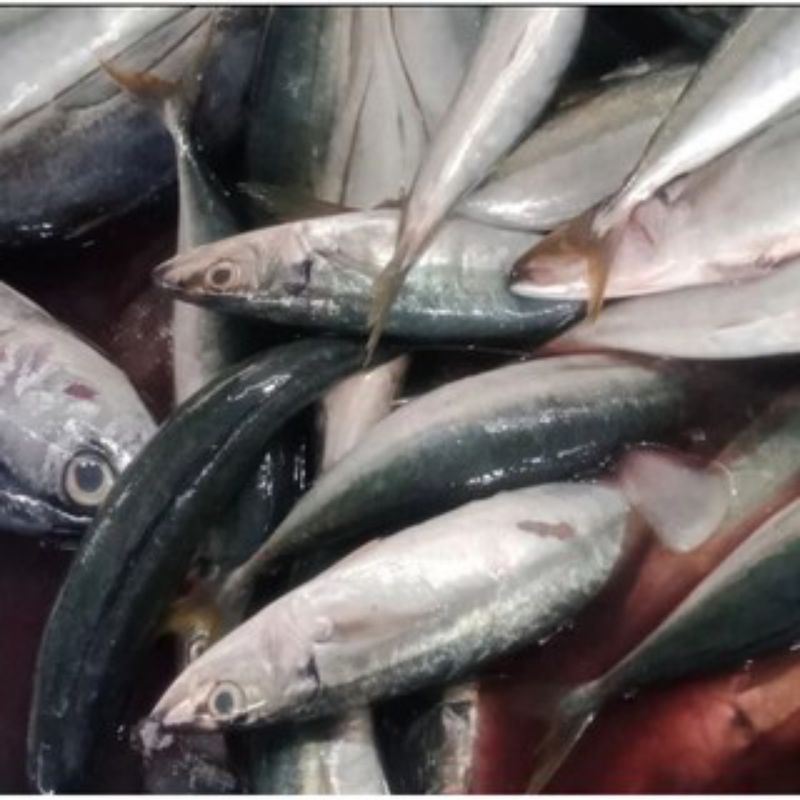 

BSM | TERMURAH Ikan Dencis Besar / Dencis Besar Segar 250gr - 1kg | Sayur online