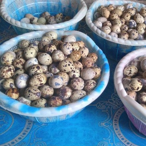 

Telur Puyuh Mentah 90butir konsumsi Fresh