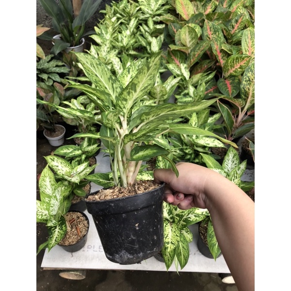 Dieffen Terang Bulan/ dieffen candi