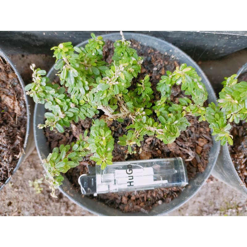 Saeng Simbur Super Mikro Thailand/ Saeng Simbur Mikro Thailand