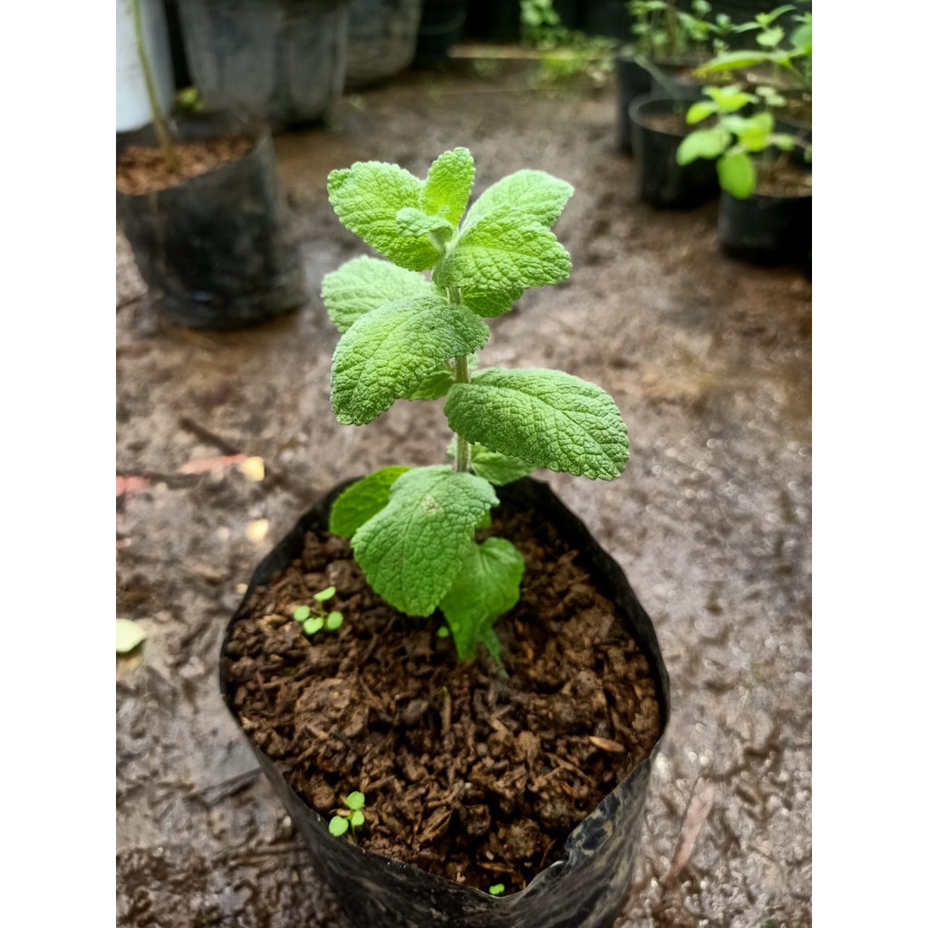 Bibit Tanaman Daun Apple mint Apel Mint Mentha Suaveolens Herbal Pohon Unik-2