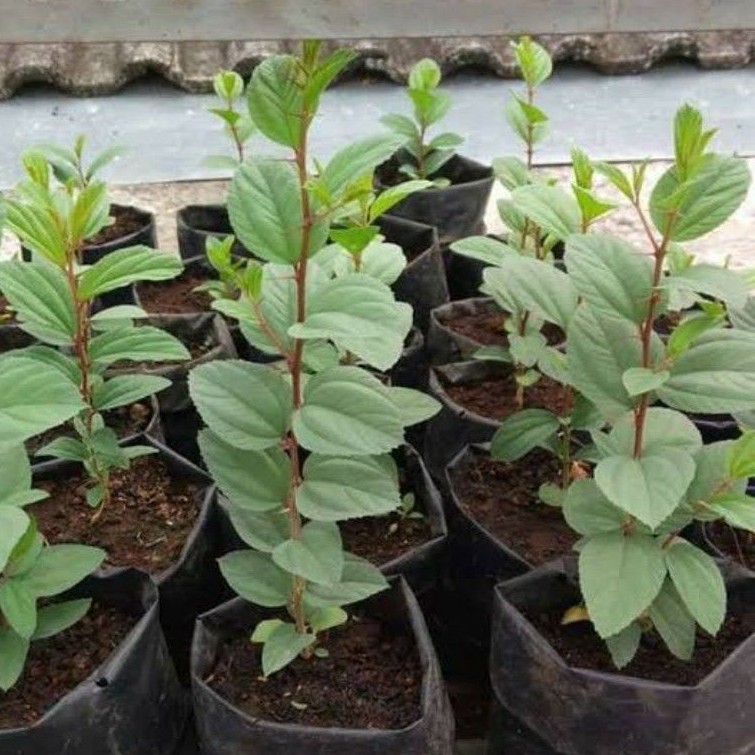 BIBIT POHON BIDARA ARAB. TANAMAN HERBAL. POHON TANAMAN BIDARA ARAB