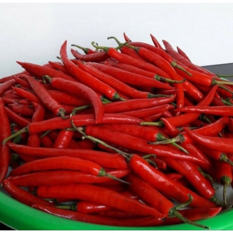 

CABE TANJUNG MERAH BESAR