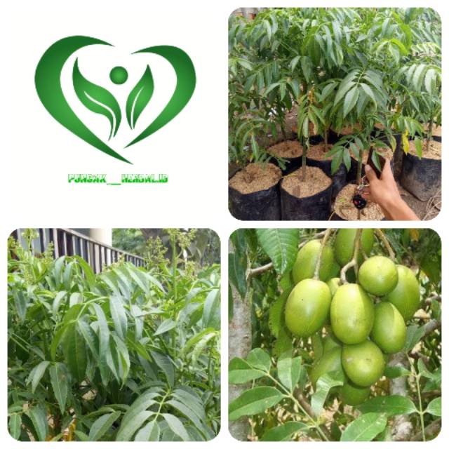 Bibit tanaman kedondong pohon kedondong
