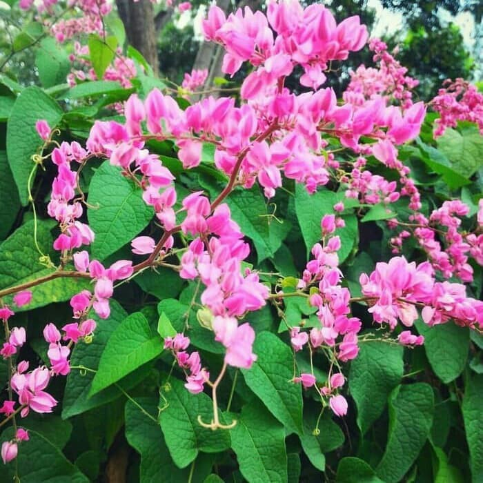 Tanaman Air Mata Pengantin pink