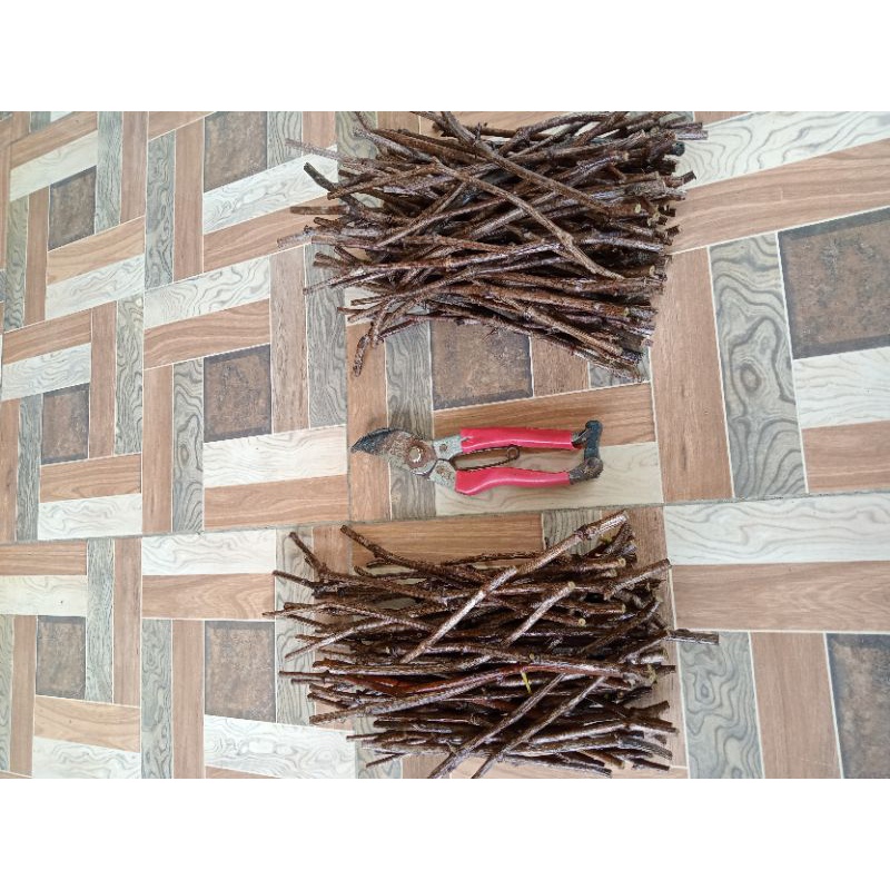 cutting anggur import