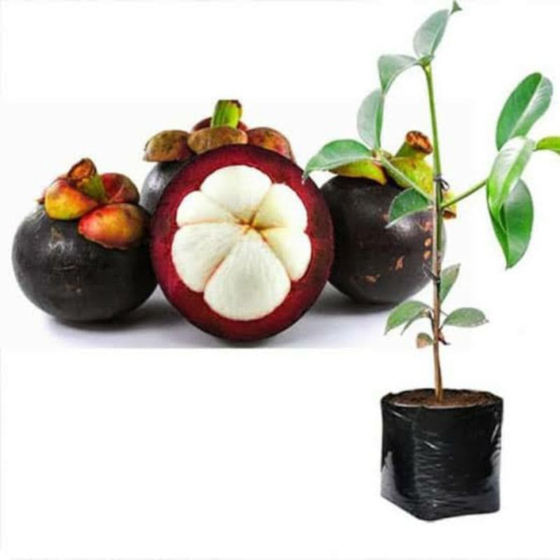 bibit manggis tanpa biji