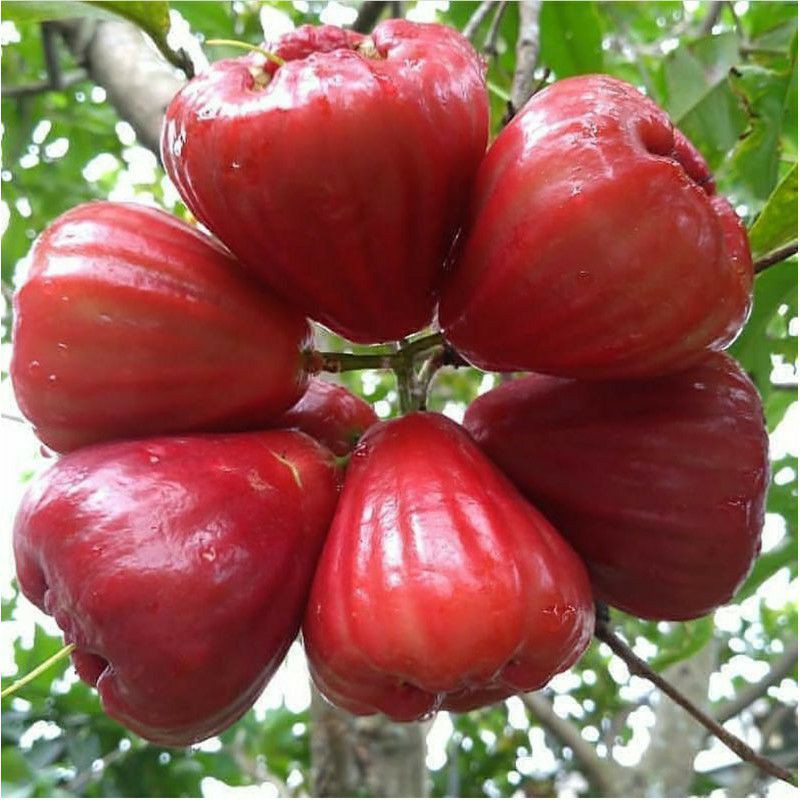 Bibit Tanaman Buah Jambu Air Dalhari-Bibit Jambu Air Dalhari Cangkok/Sambung