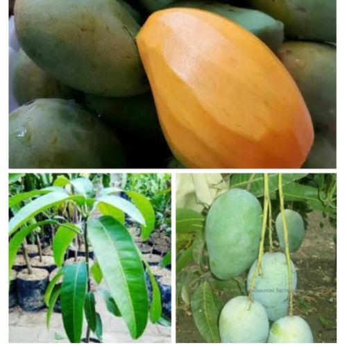 Bibit Mangga Gadung