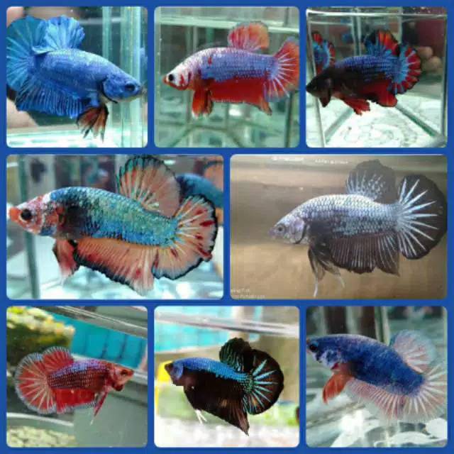 7400 Gambar Ikan Cupang Plakat Giant HD Terbaik