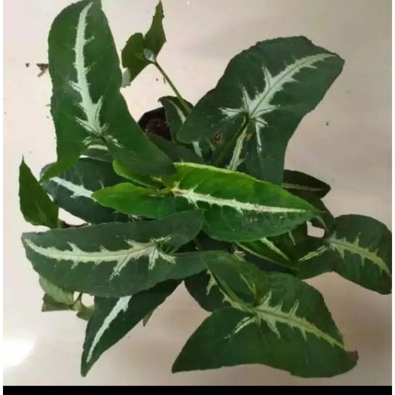 syngonium wendlandii - syngonium wendlandii - tanaman hias gantung - hiasan taman - syngonium