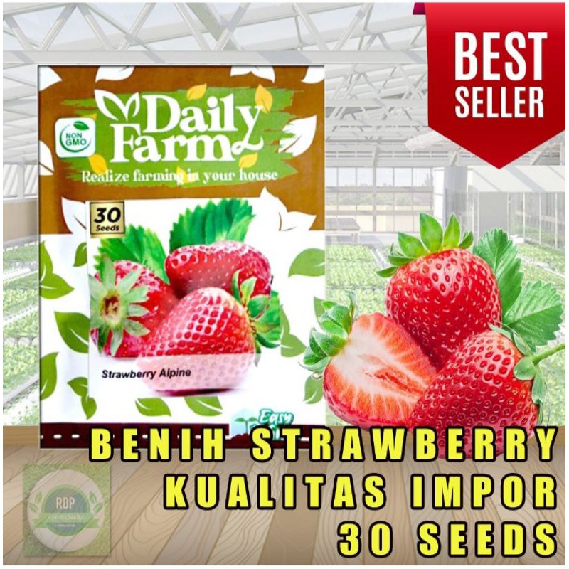 Benih Strawberry