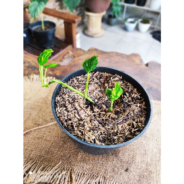 epipremnum shangrila variegata