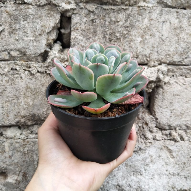 Melocactus Azureus Ferreophilus | DP 8 Cm | Kaktus