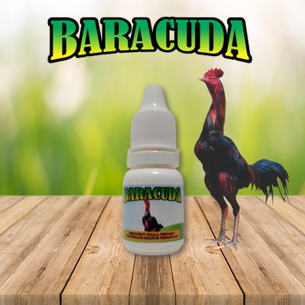 Baracuda antibiotik ayam aduan pengobatan penyakit pencernaan dan pernafasan