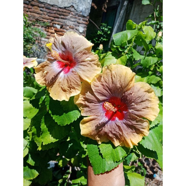 tanaman hias bunga kembang sepatu langka import JDK