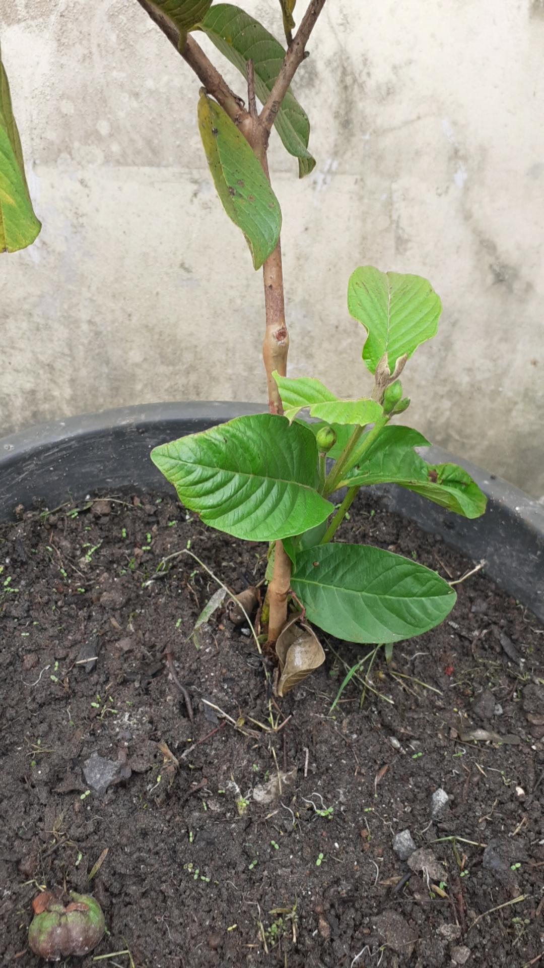 Bibit Jambu Kristal Udah Berbunga