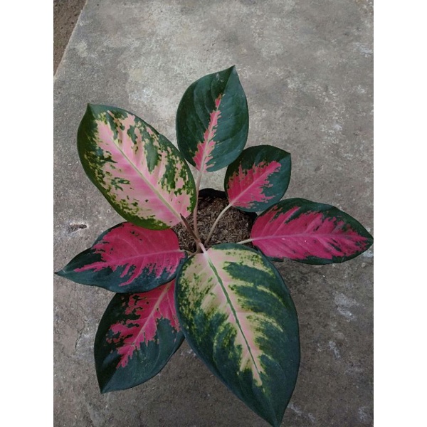 Aglaonema Kochin