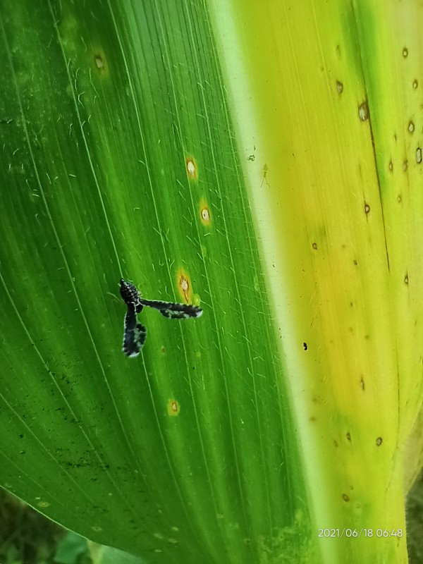 Plastik Opp Undangan 15 X 22 Cm