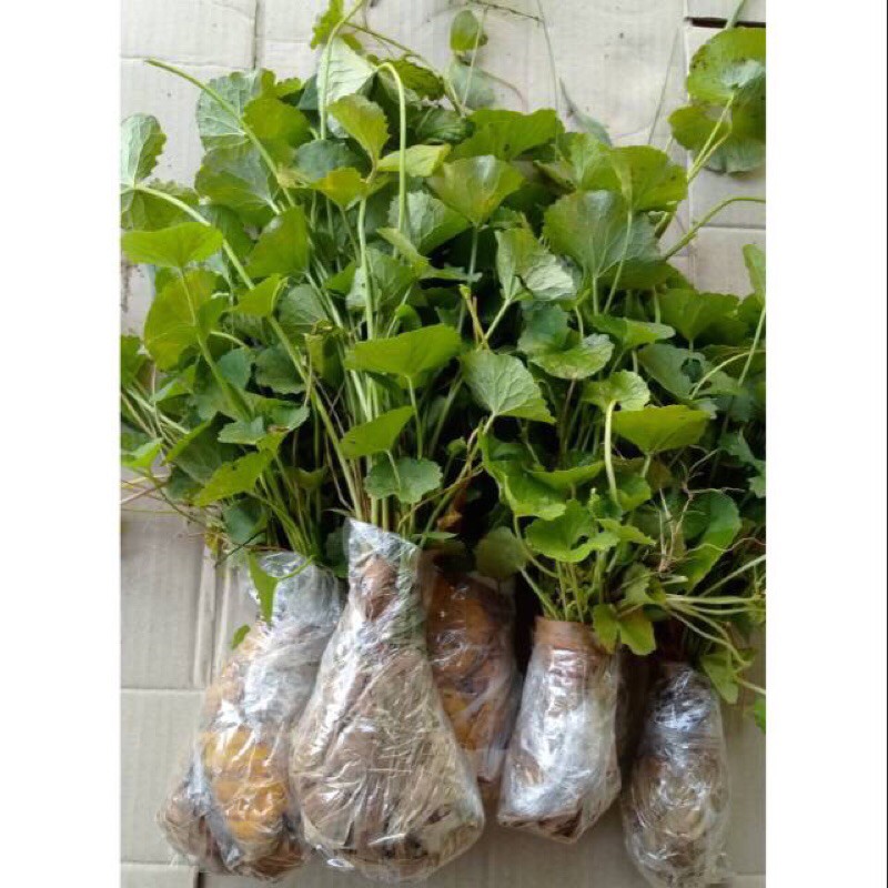 bibit pegagan / atau pegagan herbal