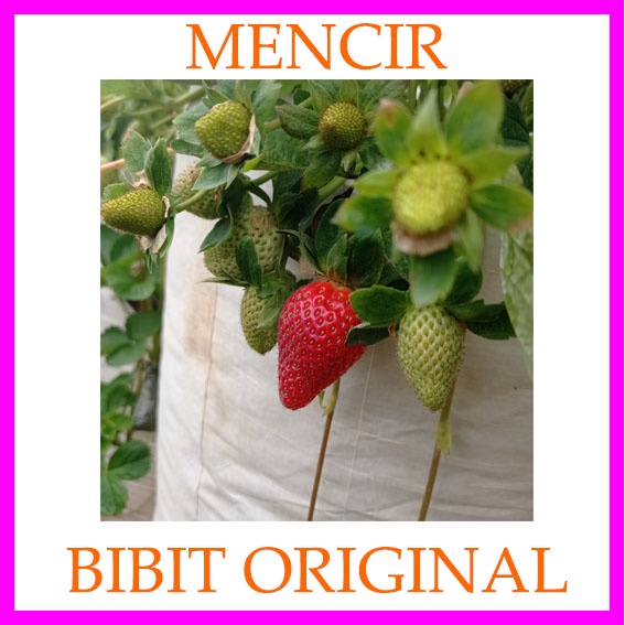 Benih Bibit Strawberry Mencir