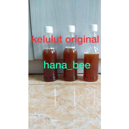 madu kelulut trigona itama