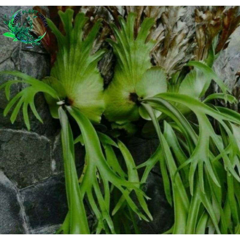 Tanaman Hias Tanduk Rusa - Pohon Hias Tanduk Rusa