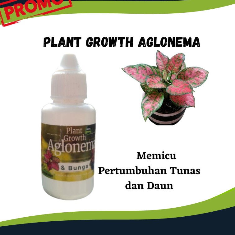 Pupuk Penumbuh Tunas Aglonema Plant Growth Aglonema Pupuk Cair Aglonema
