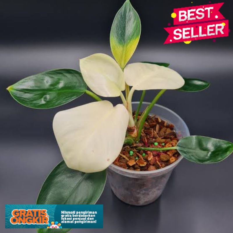 Tanaman Langka Tanaman Hias Philodendron Lemonlime White - Philo Lemon Putih ( Bisa COD )