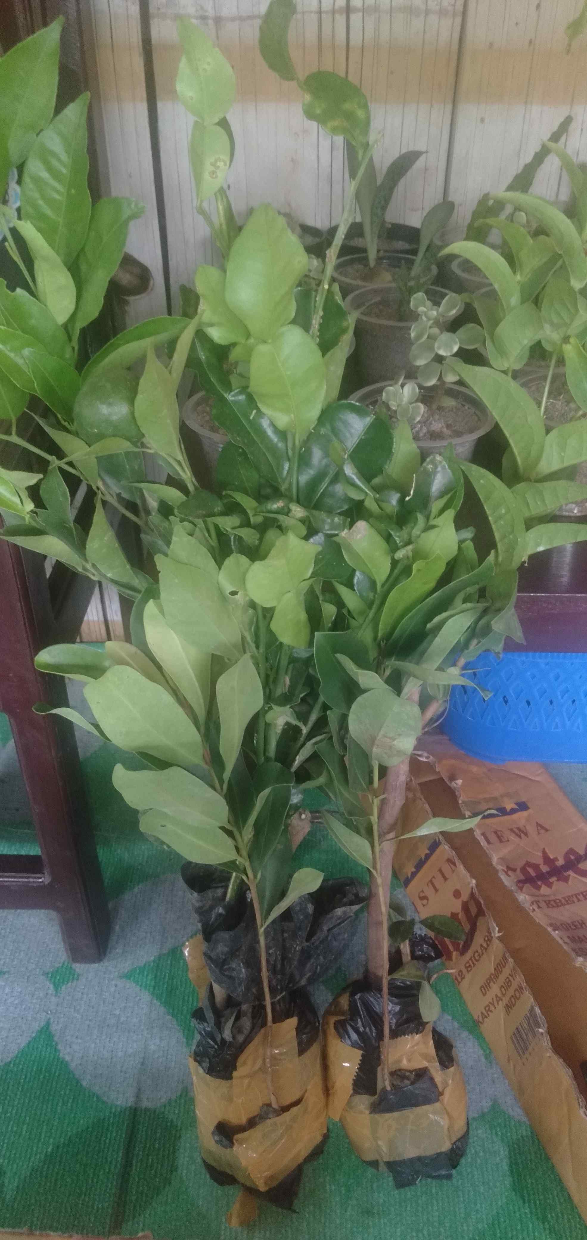 Bibit Tanaman Jeruk Purut Atau Bumbu