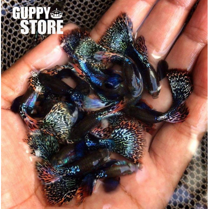 paket murah guppy dragon  12 ekor paket termurah ikan hias