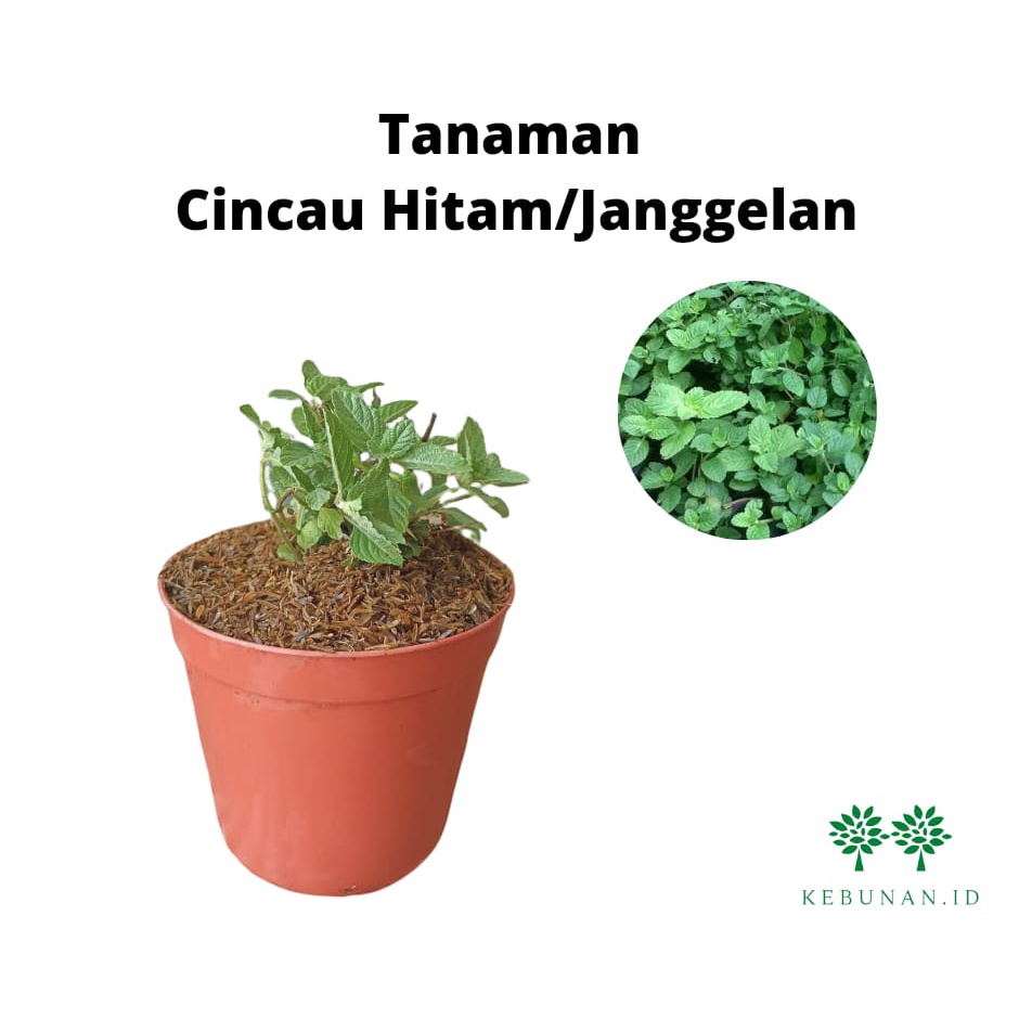 Bibit Cincau Hitam atau janggelan/Tanaman Cincau Hitam