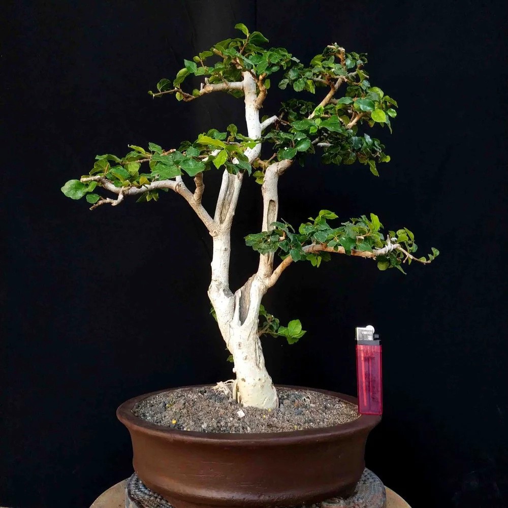 Bonsai Serut Batang Lurus - Atasan Wanita Original Murah Terbaru