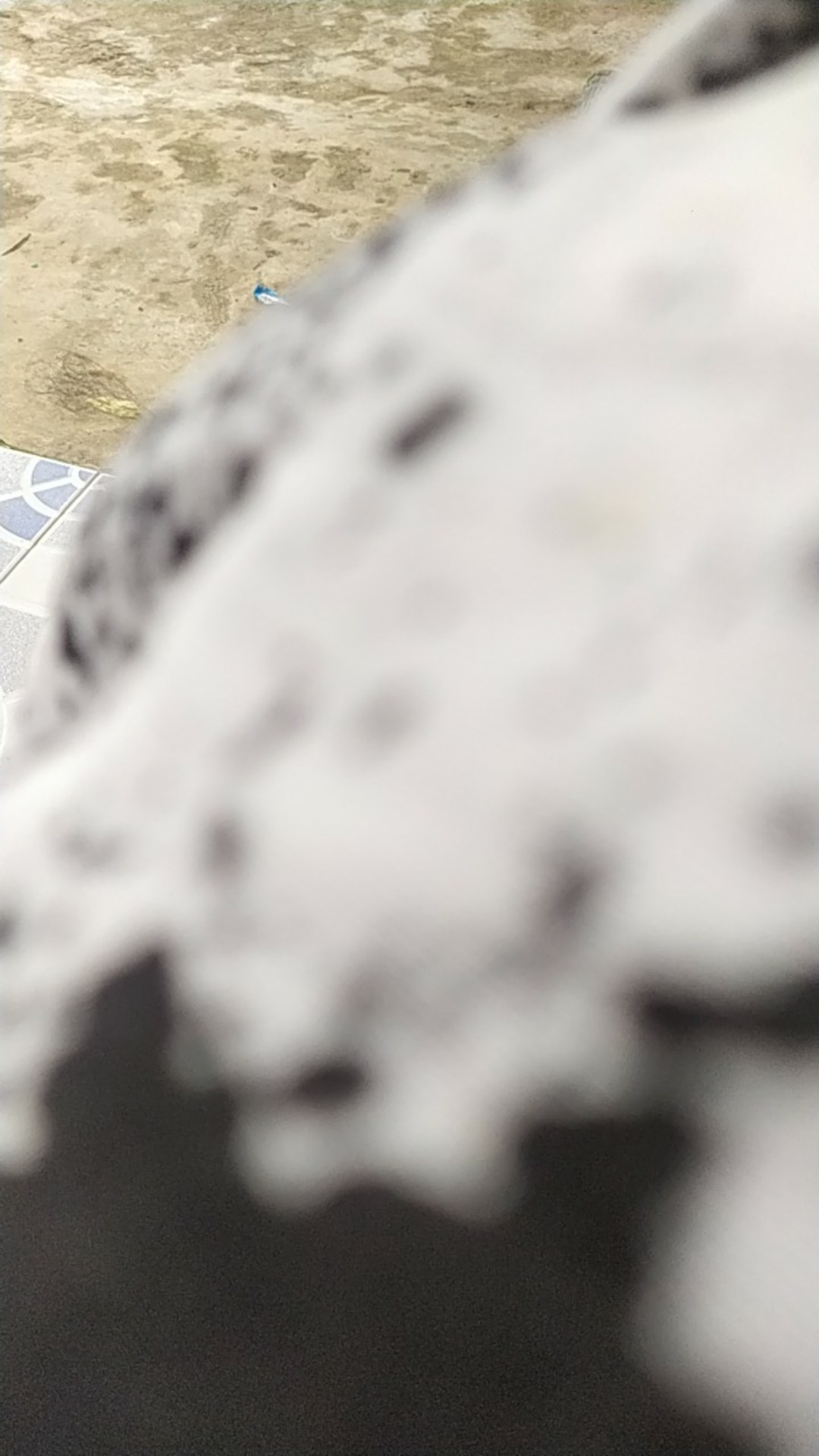 Tey-17 Batik Wanita Asj Sa Hrb026 Kenongo Kemeja Tosca Pendek