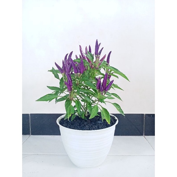 Tanaman Cabe Hias pohon pendek