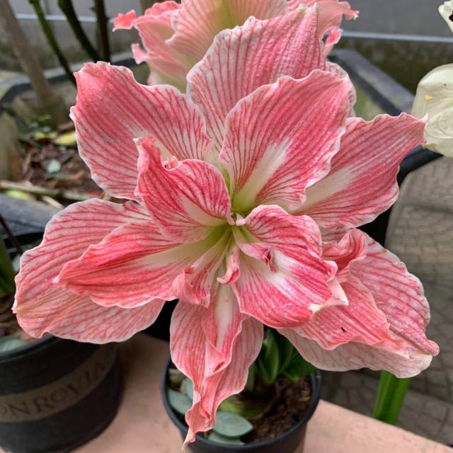 Bunga Amarylis bentuk umbi import belanda (pink muda)