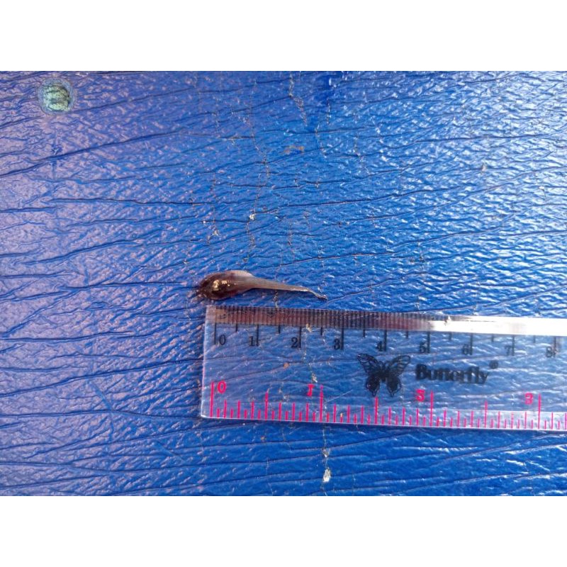 Bibit lele 2-3 cm Sangkuriang