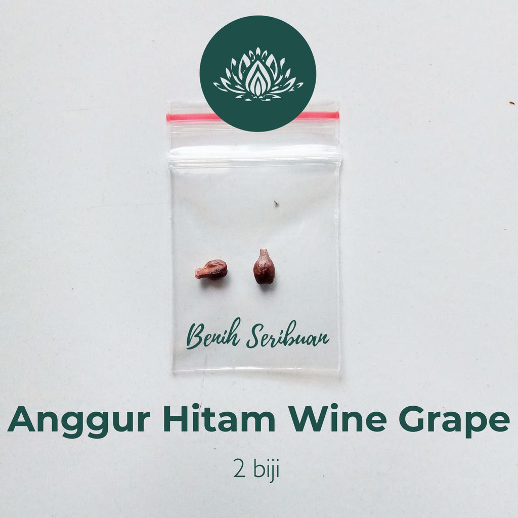 2 Benih Bibit Anggur Hitam Wine Grape Buah Buahan Import Vitis Vinivera Tanaman Unggul Berkualitas Super