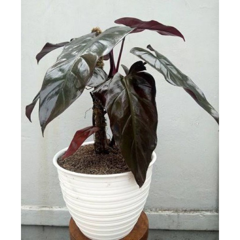 Tanaman hias philodenron dark lord/philo dark lord