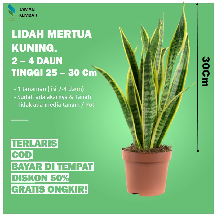(BUNGA HIDUP) Tanaman Hias Lidah Mertua Sansivera Murah Sansivera Mini Paket Sansevieria Tanaman Hia