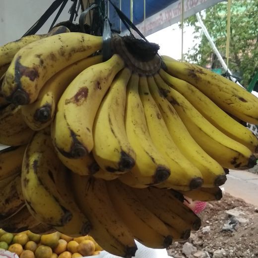 

Pisang Barangan 1 sisir