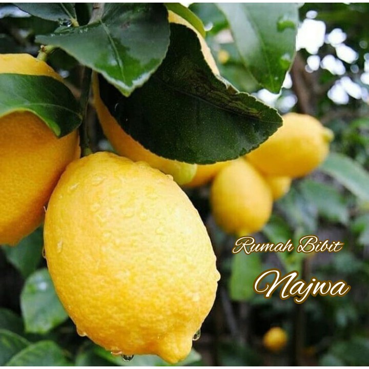Bibit lemon california okulasi /Bibit Lemon California /lemon import/bibit lemon tea
