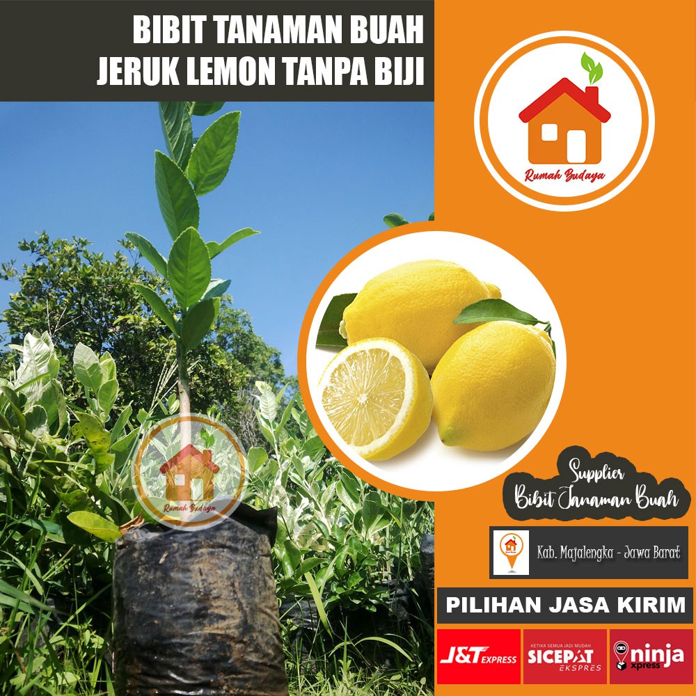 Bibit Jeruk Lemon Tanpa Biji