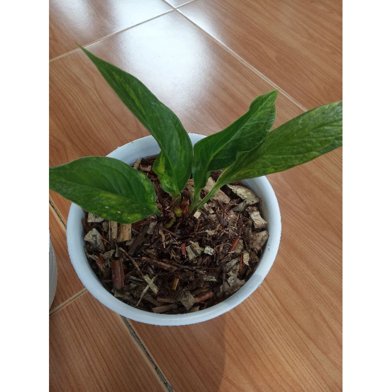 Tanaman hias anthurium jemani cobra variegata kurning