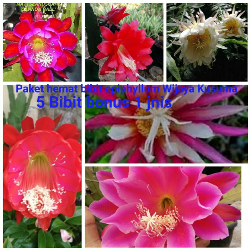 paket bibit Wijaya Kusuma hibrid 5 jenis