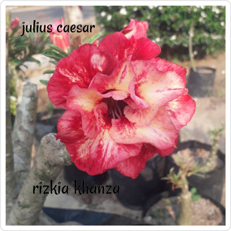 Bibit bunga kamboja/adenium treple terbaru-Julius caesar