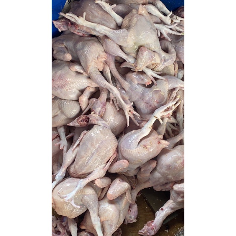 

ayam broiler/negri potong