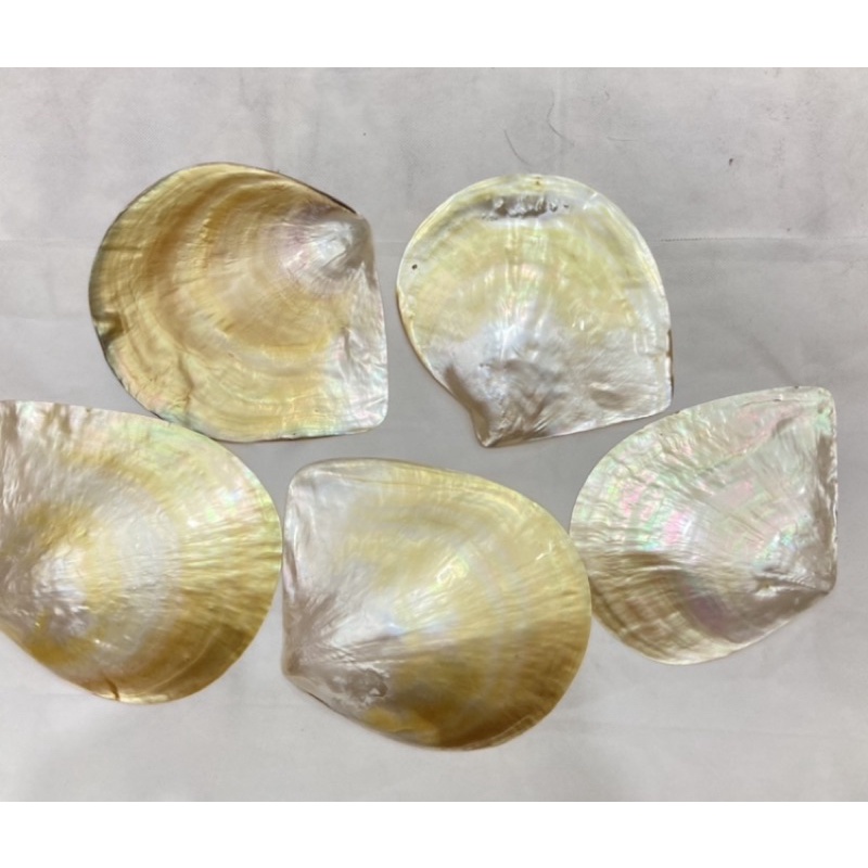 

Polished Mother of Pearl CANGKANG MUTIARA CANGKANG KERANG MUTIARA CANGKANG MUTIARA LAUT CANGKANG KERANG MUTIARA LAUT CANGKANG KERANG CANGKANG KERANG MUTIARA KULIT MUTIARA KERANG MUTIARA KULIT KERANG MUTIARA