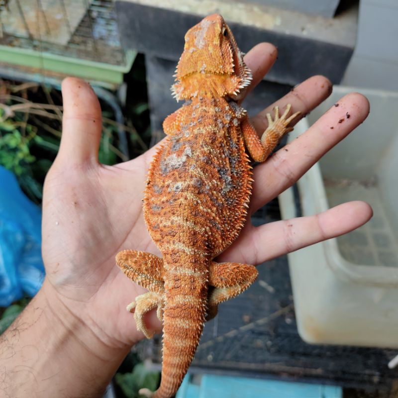 BEARDED DRAGON RED HET HYPO LEATHERBACK