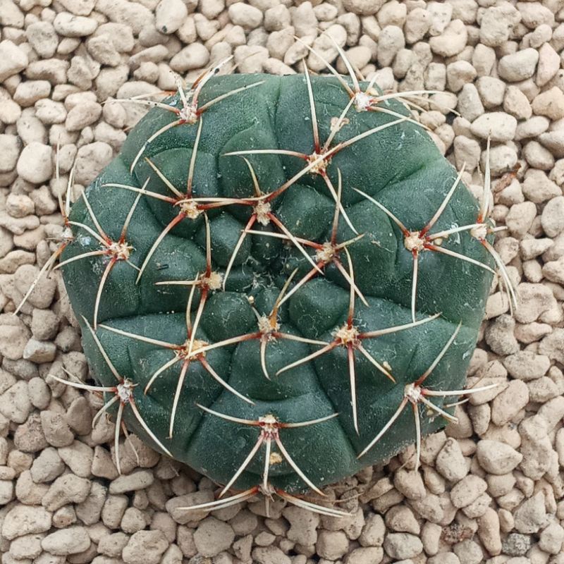 Kaktus Gymnocalycium Baldianum | Gymno | Baldianum